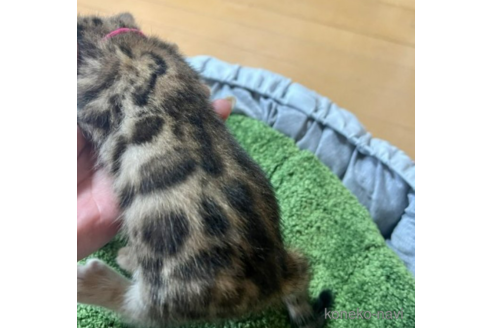成約済の福岡県のベンガル-50178の3枚目